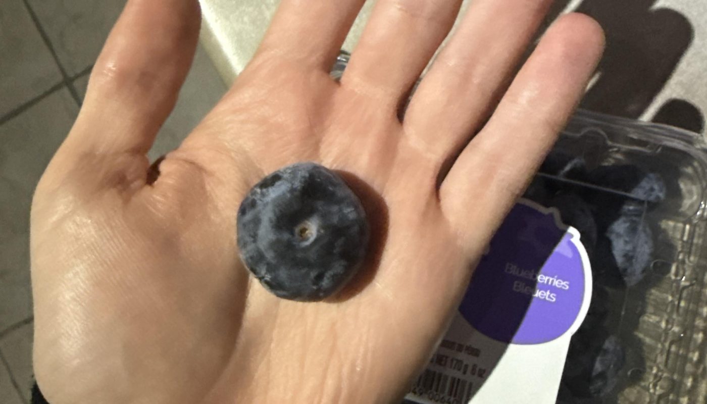This blueberry is 1" wide