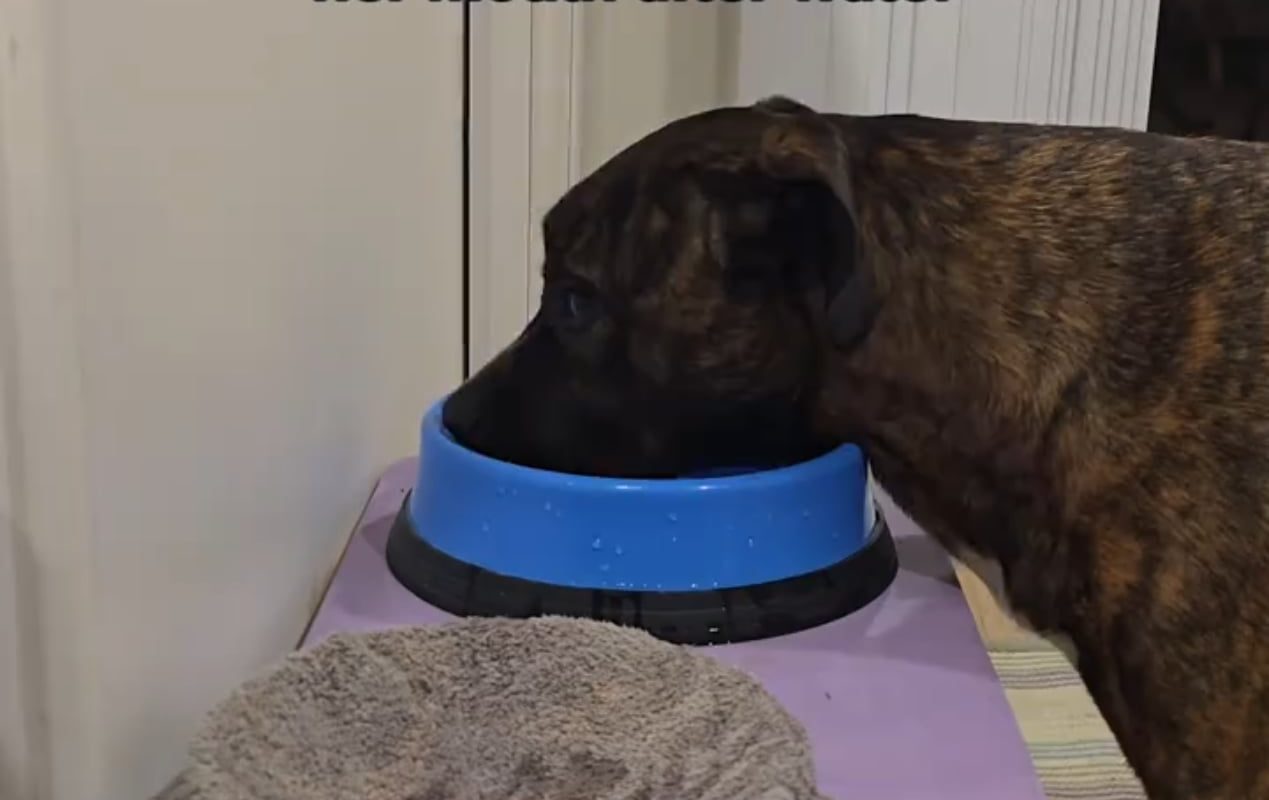 This dog learning to dry her own mouth after getting a drink