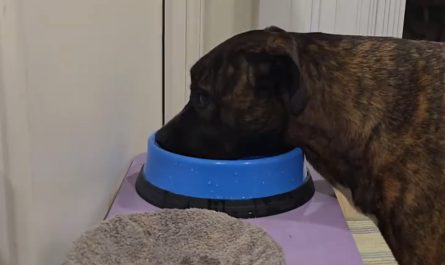 This dog learning to dry her own mouth after getting a drink