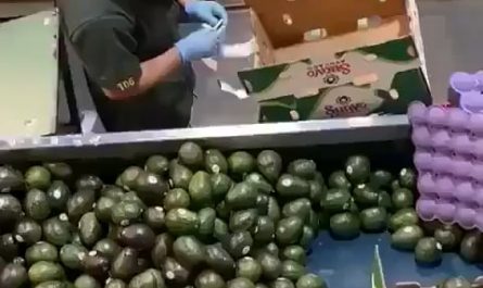 This expert packing of fruits