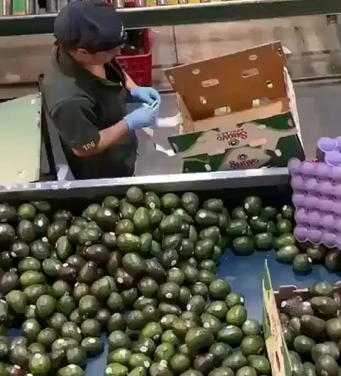 This expert packing of fruits
