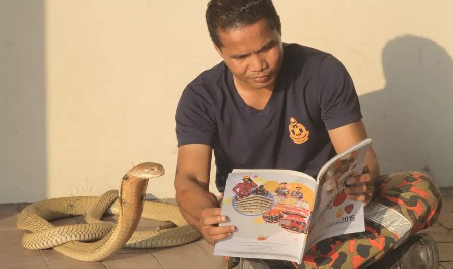 This guy red books and had tea parties with king cobras in Malaysia before passing in 2018