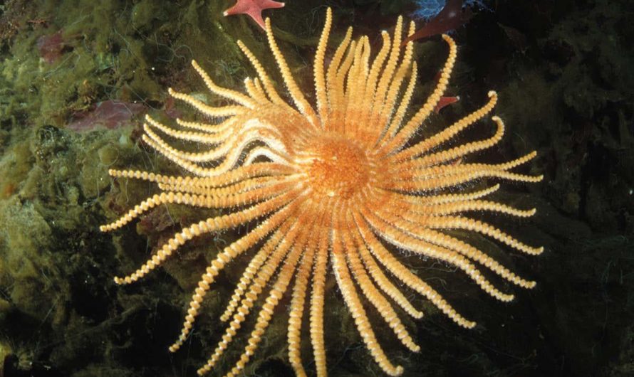 This is a starfish found in Antartica !