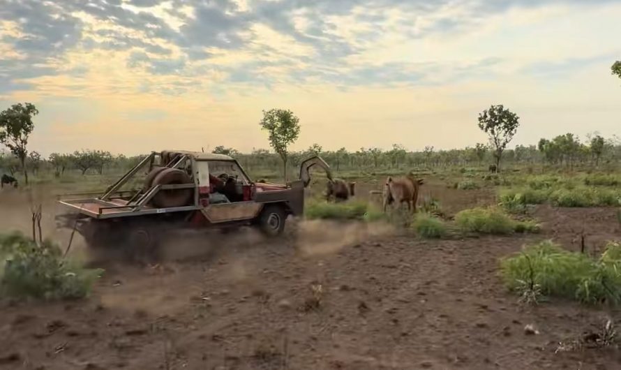 This is how Australian cowboys catch a bull
