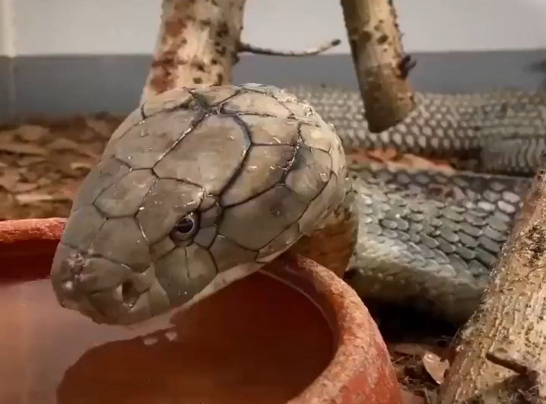This is how a King Cobra drink water