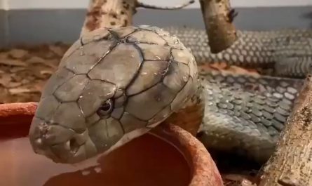 This is how a King Cobra drink water