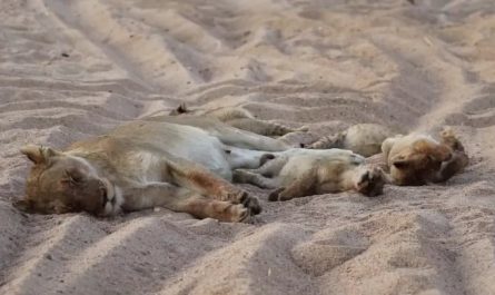 This is how lion cubs look after a milk feast