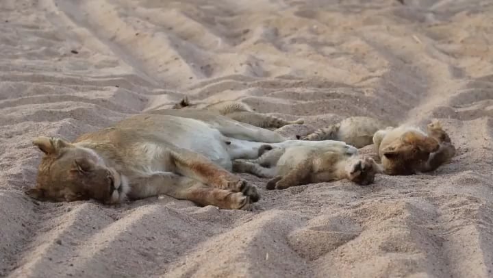 This is how lion cubs look after a milk feast
