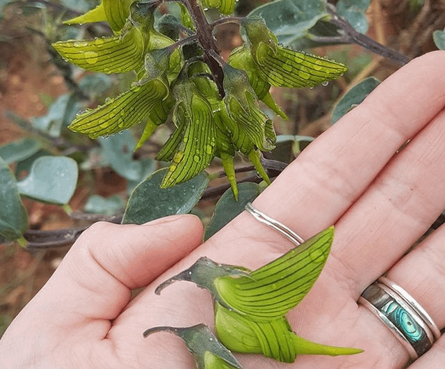 This is the Green birdflower native to Australia and its flowers are shaped like humming birds.