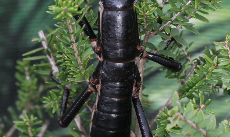 This is the Tree Lobster(Aka Lord Howe Island Stick Insect) which is the rarest insect of the entire world.