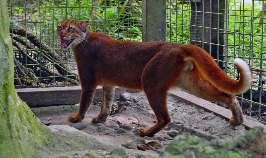 This is the bay cat, they have been recorded in history fewer than 100 times and they weren’t found again for 60 years after their first discovery