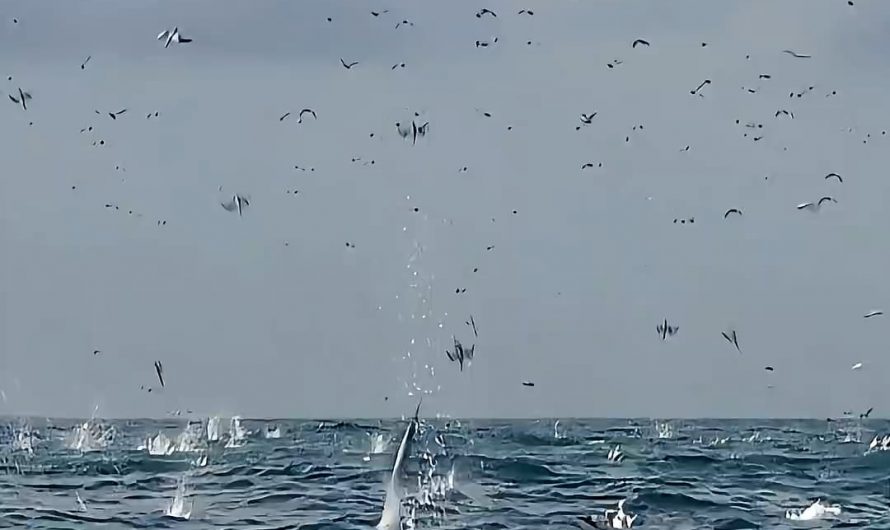 This is the most brutal massacre in ocean history