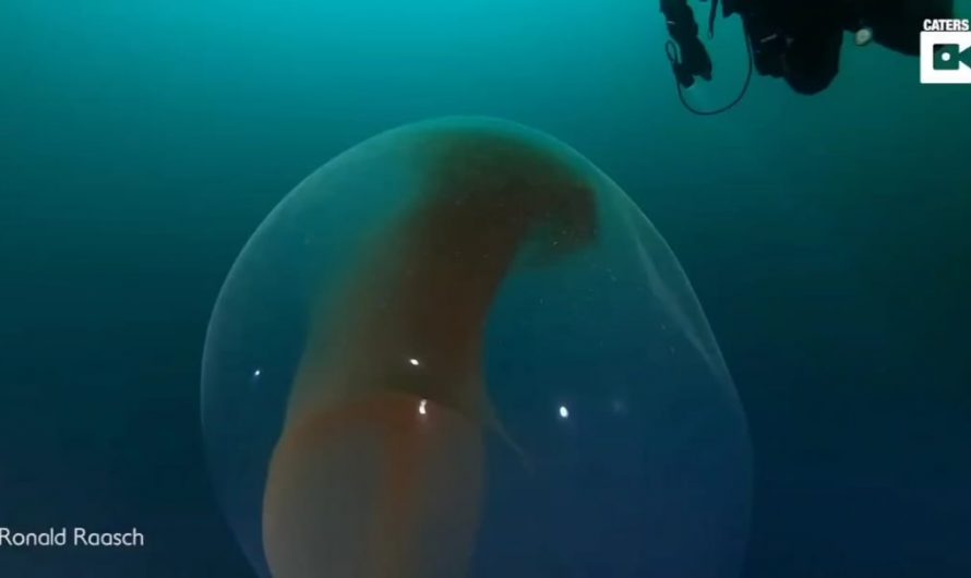 This is what it looks like to swim next to a giant squid egg sac containing hundreds of thousands of eggs no larger than a grain of rice.