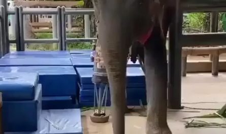 This man creating prosthetic legs for elephants