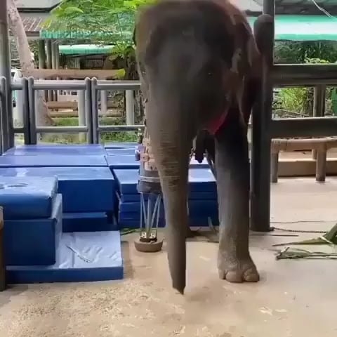 This man creating prosthetic legs for elephants