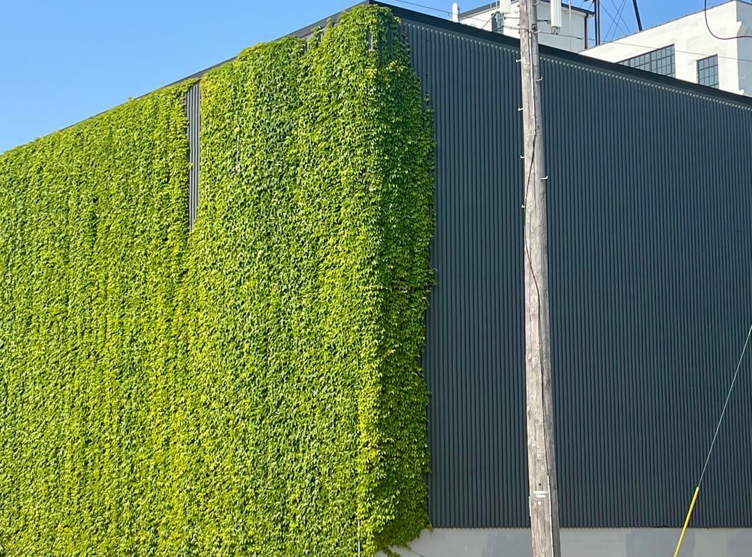 This massive wall of vines changing color