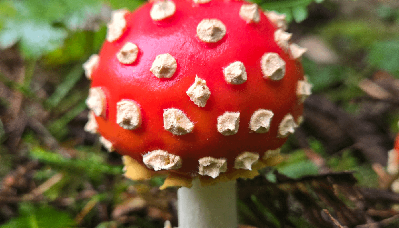 This mushroom I saw on the Oregon Coast yesterday