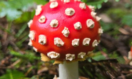 This mushroom I saw on the Oregon Coast yesterday