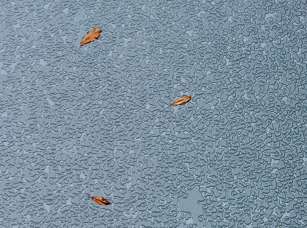 This pattern on our table after the rain (it was recently coated)