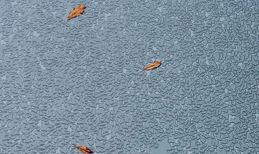 This pattern on our table after the rain (it was recently coated)