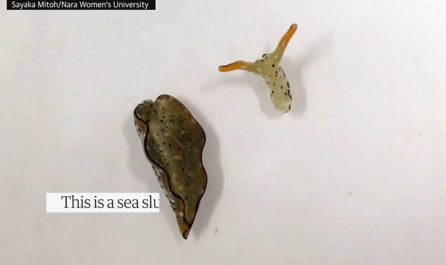 This sea slug can chop off its own head and grow an entire new body in a process called autotomy. It is one of the most extreme examples of regeneration ever seen.