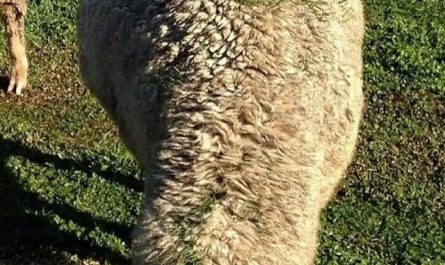 This sheep walked under a gravity-fed grain feeder right before it rained, and the perfect mix of seed, moisture, and wool made a tiny patch of grass grow on its back. It’s just like a walking garden 🤯.      

Originally posted by - u/TreePupper