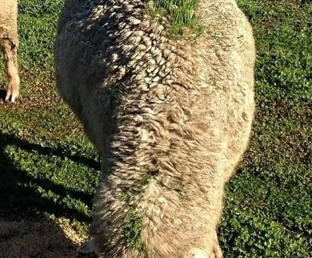 This sheep walked under a gravity-fed grain feeder right before it rained, and the perfect mix of seed, moisture, and wool made a tiny patch of grass grow on its back. It’s just like a walking garden 🤯.      

Originally posted by – u/TreePupper