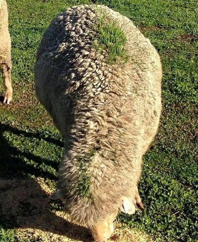 This sheep walked under a gravity-fed grain feeder right before it rained, and the perfect mix of seed, moisture, and wool made a tiny patch of grass grow on its back. It’s just like a walking garden 🤯.      

Originally posted by - u/TreePupper