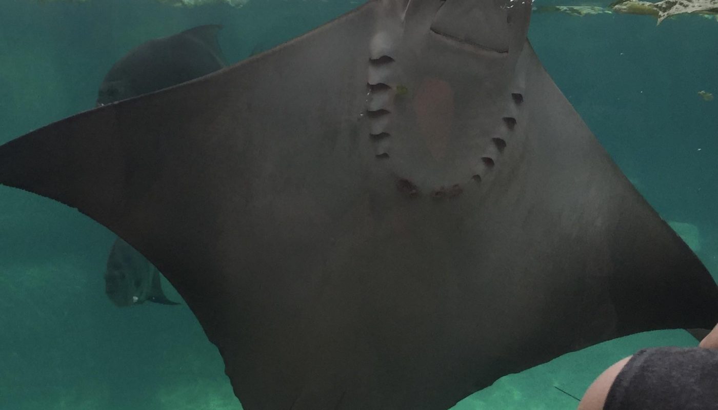 This stingray smiled at me