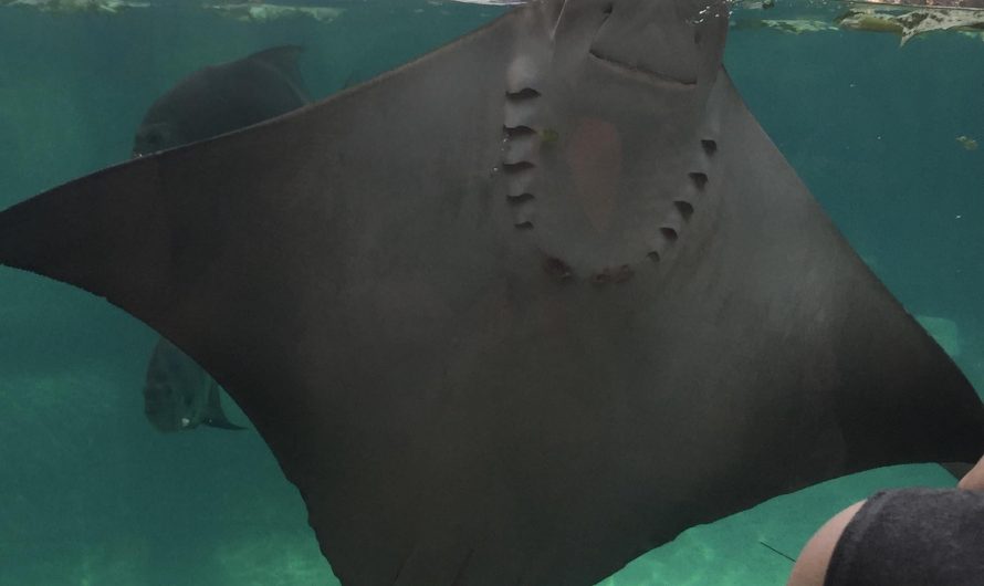 This stingray smiled at me