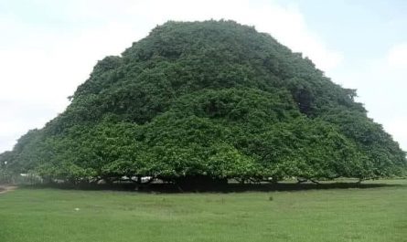 This tree in Colombia is so wide that it looks like a mountain
