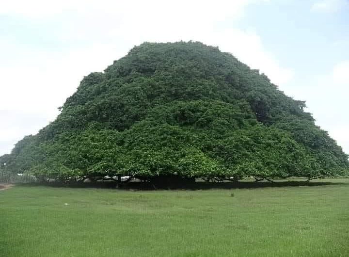 This tree in Colombia is so wide that it looks like a mountain