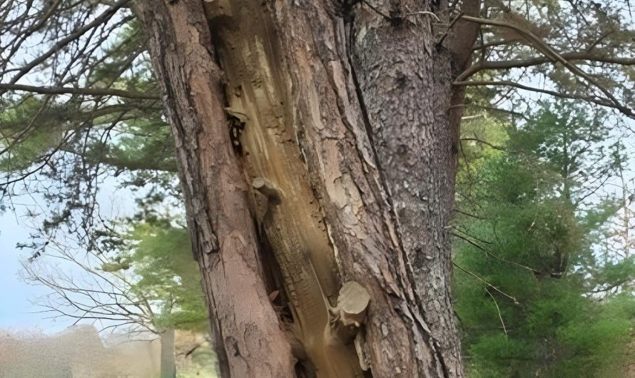 This tree is dying and you can see the tree it used to be when it was young