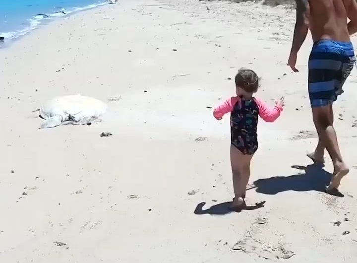 This turtle is rescued from a hopeless situation; her partner is already waiting for her. Very good job!