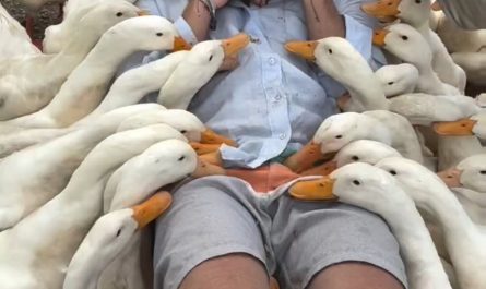 This way of Feeding ducks