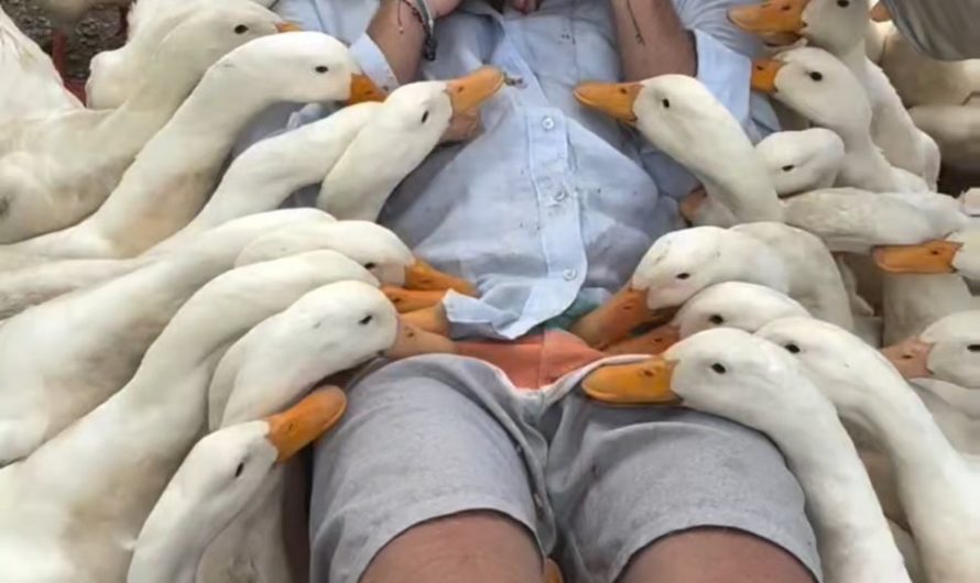 This way of Feeding ducks