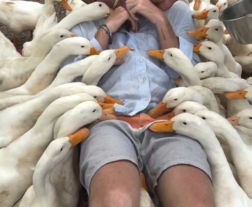 This way of Feeding ducks