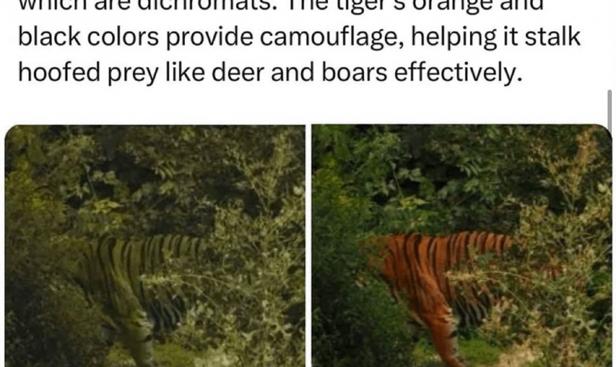 Tigers appear green to certain animals!