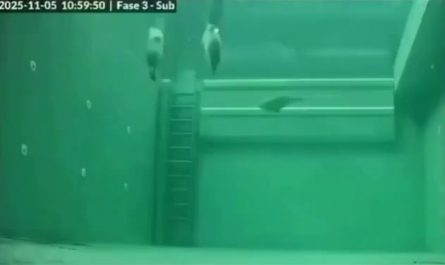 Timelapse of sleeping seals