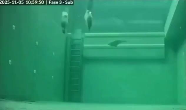 Timelapse of sleeping seals