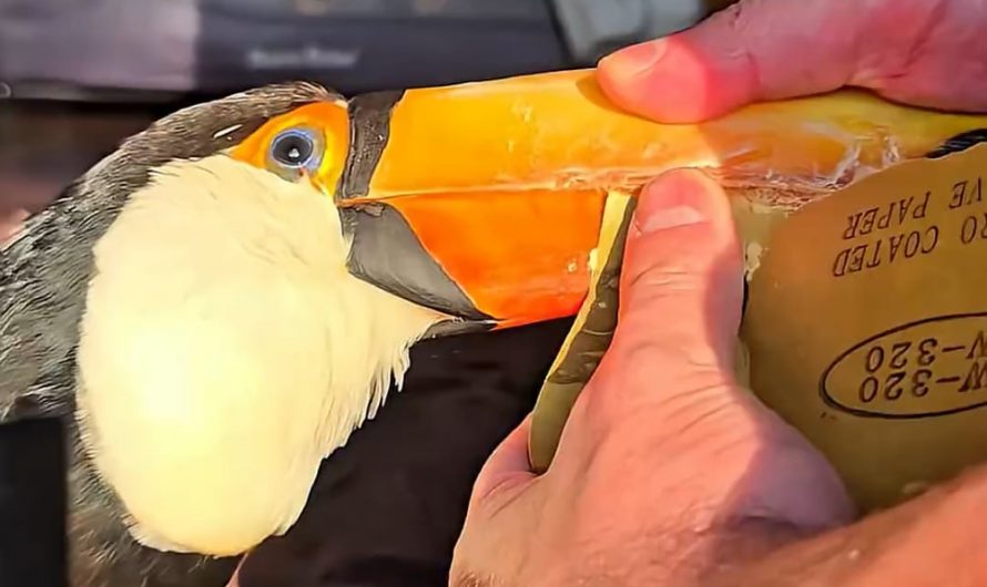 Toucan beak restoration.