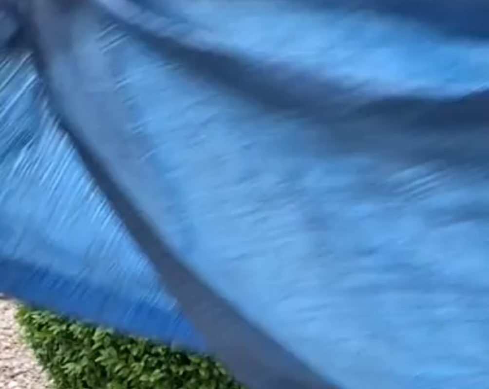 Trimming a boxwood ball.