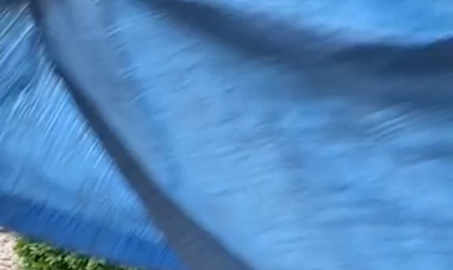 Trimming a boxwood ball.