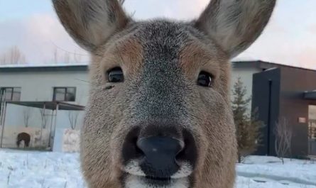 Up close with a doe deer