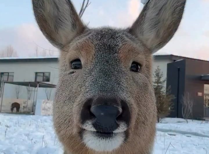 Up close with a doe deer