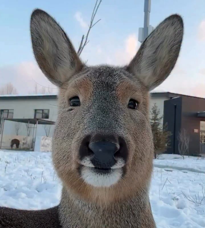 Up close with a doe deer