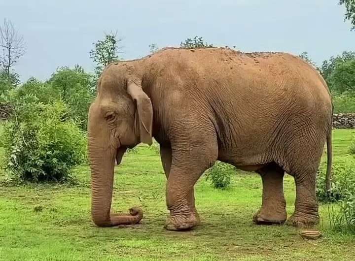 Vatsala, the world’s oldest Elephant passed away at the age of over 100 years at Panna Tiger Reserve in Madhya Pradesh, India.