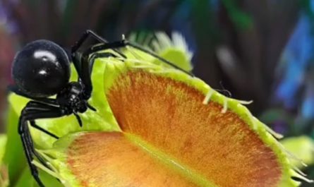 Venus fly plant traps a black widow