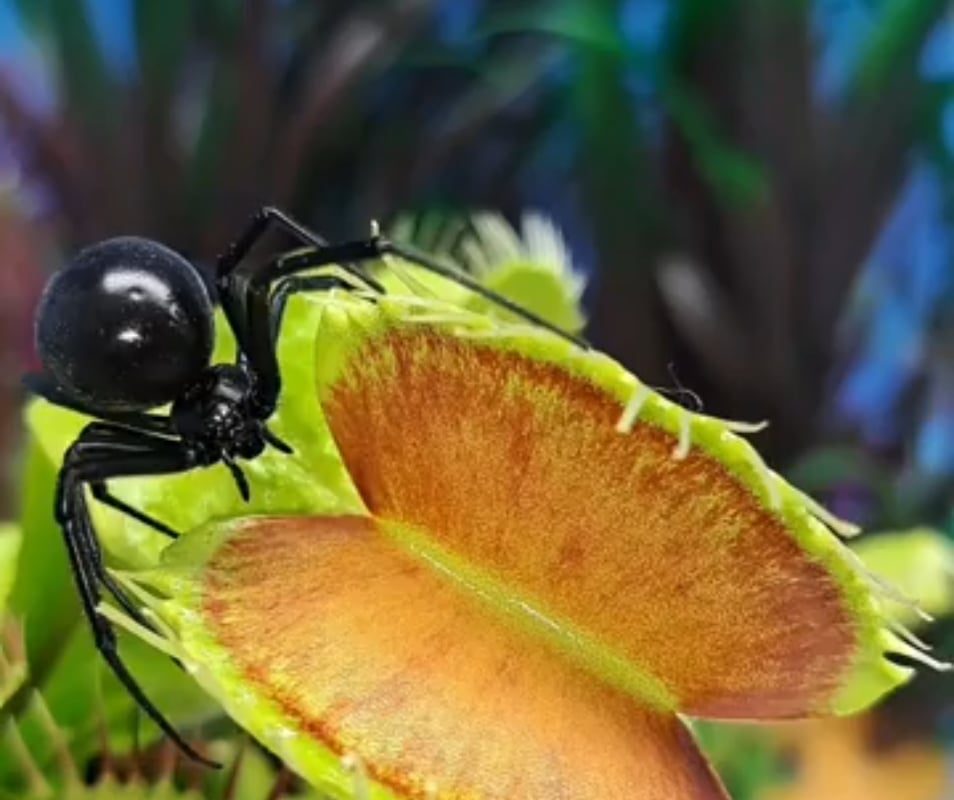 Venus fly plant traps a black widow