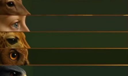 Visual recognition range of animals